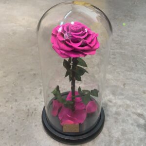 dark pink preserved rose