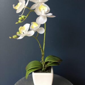 white orchid garden