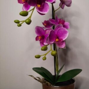 purple fresh