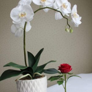 blooms in white
