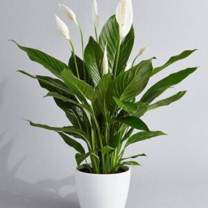 spathiphyllum
