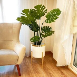 monstera plant