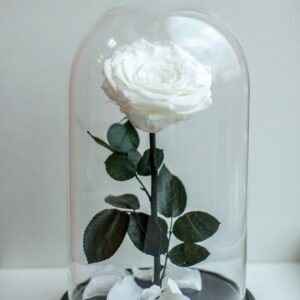 white large preserved rose