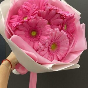 PINK GERBERA